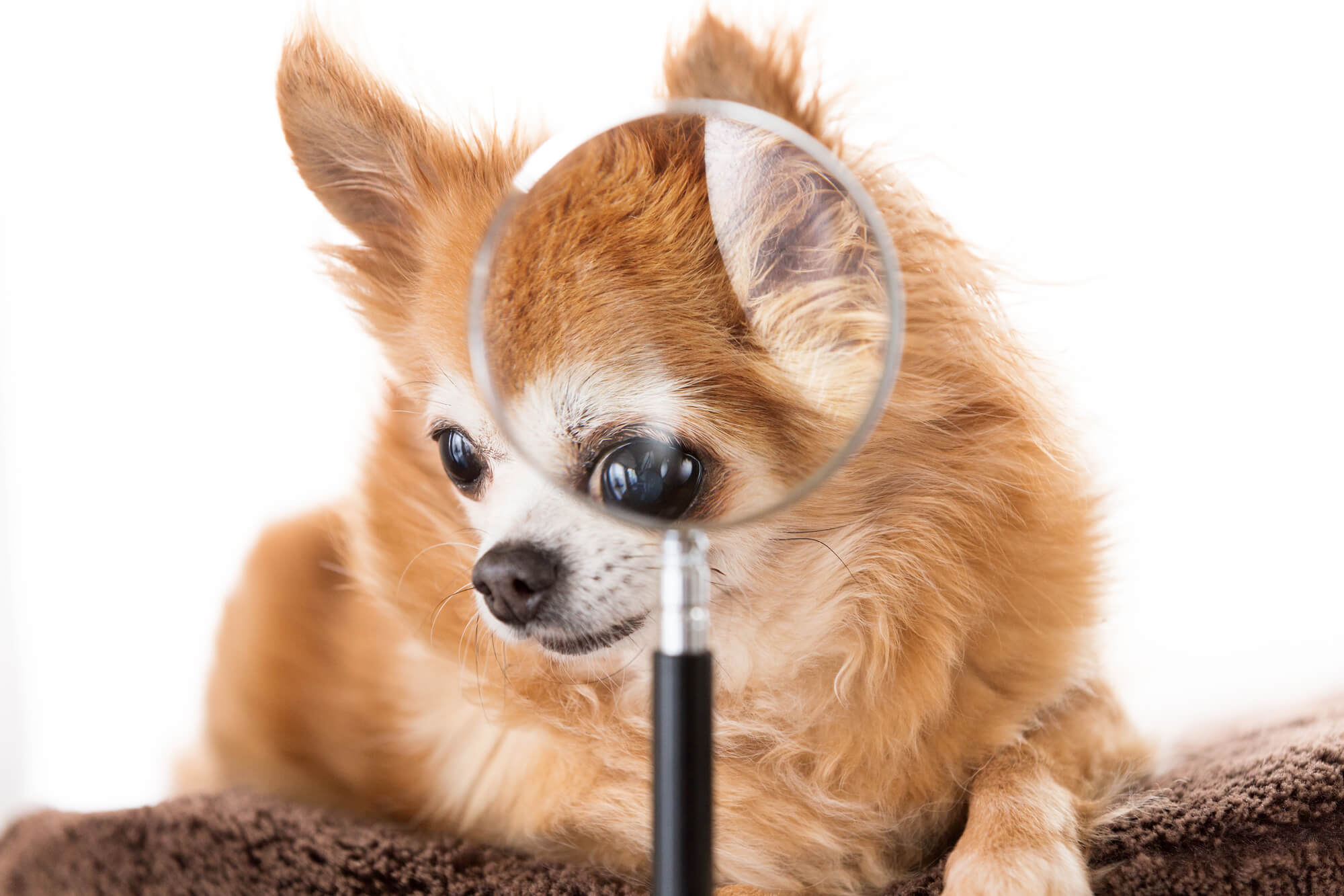 涙やけ対策ドッグフードとは？人気ランキングで徹底解説【2026年度】